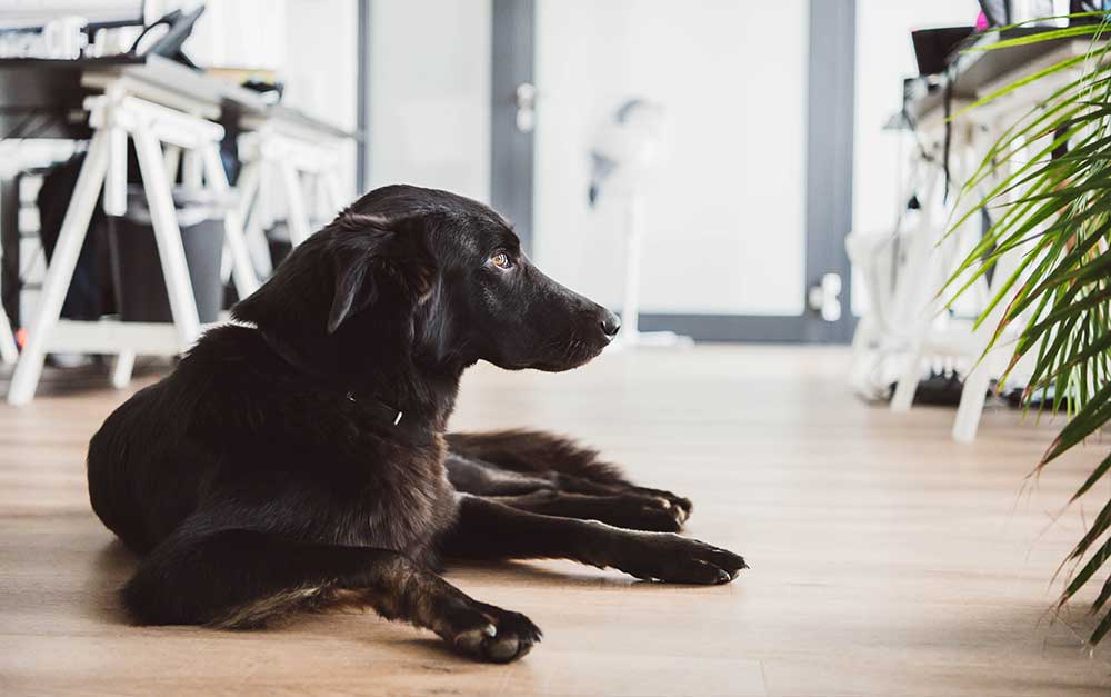 A dog in the SHOPMACHER office (Office Dog)